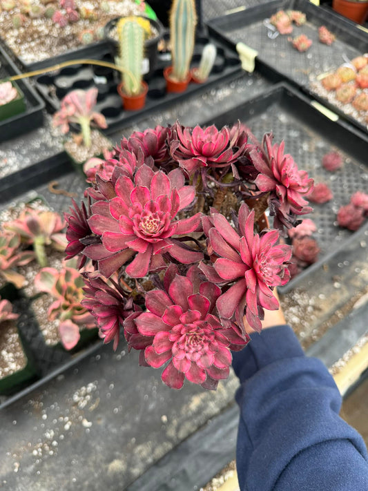 Aeonium Zi xia cluster