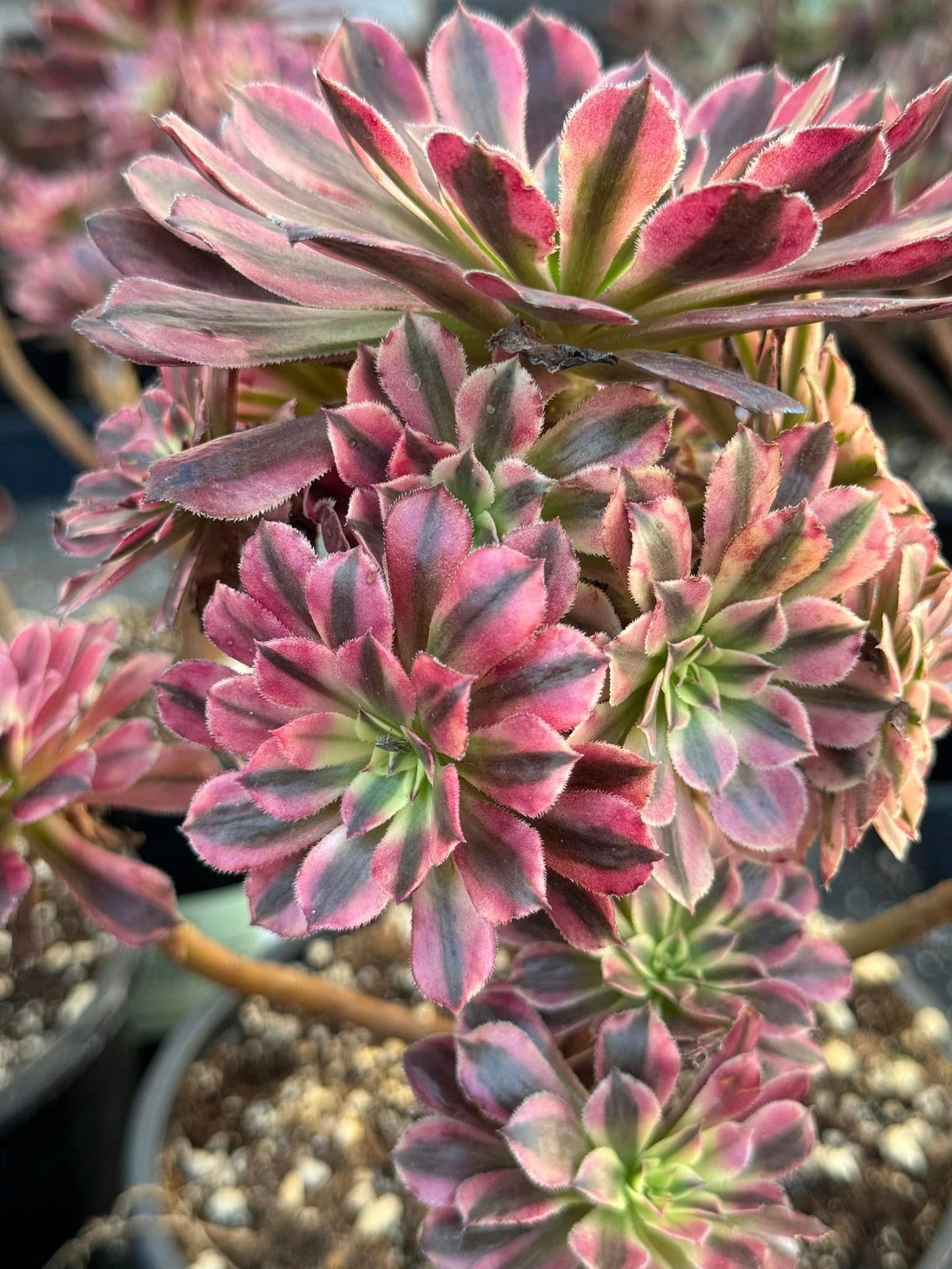 Aeonium 'White Garnet'