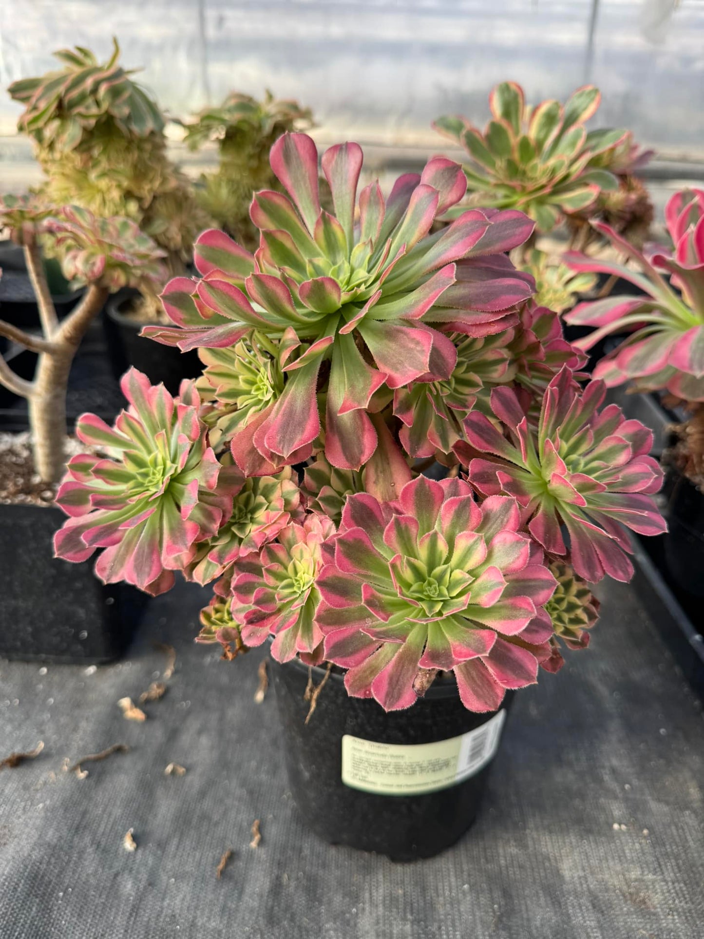 Aeonium Zhu rong cluster