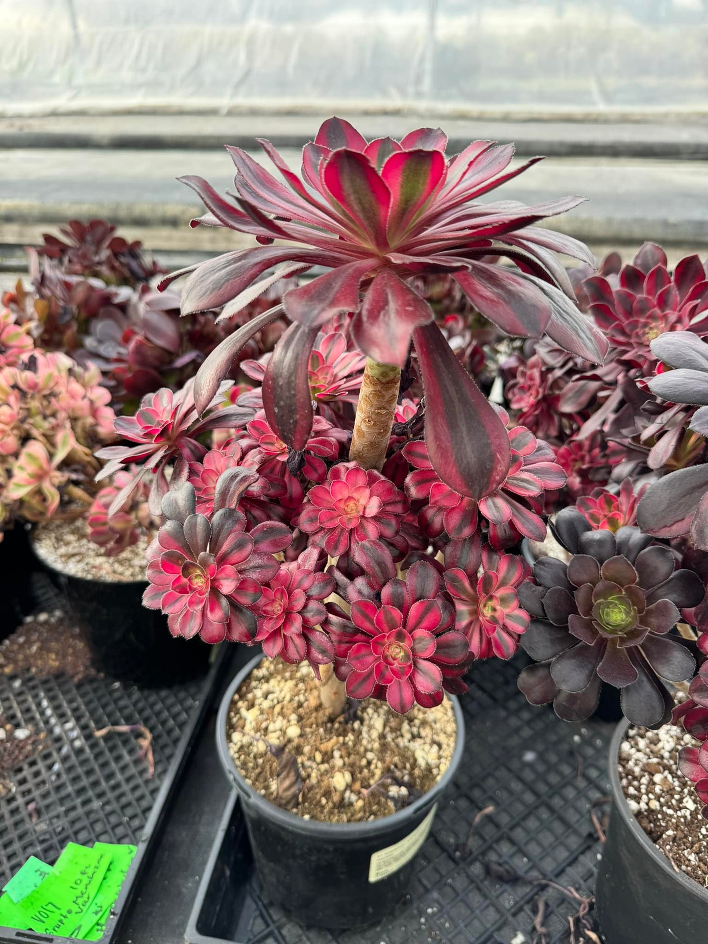 Aeonium channel cluster grande