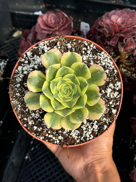 Aeonium golden jade