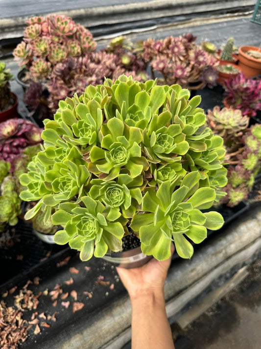 Aeonium green lemon cluster jumbo