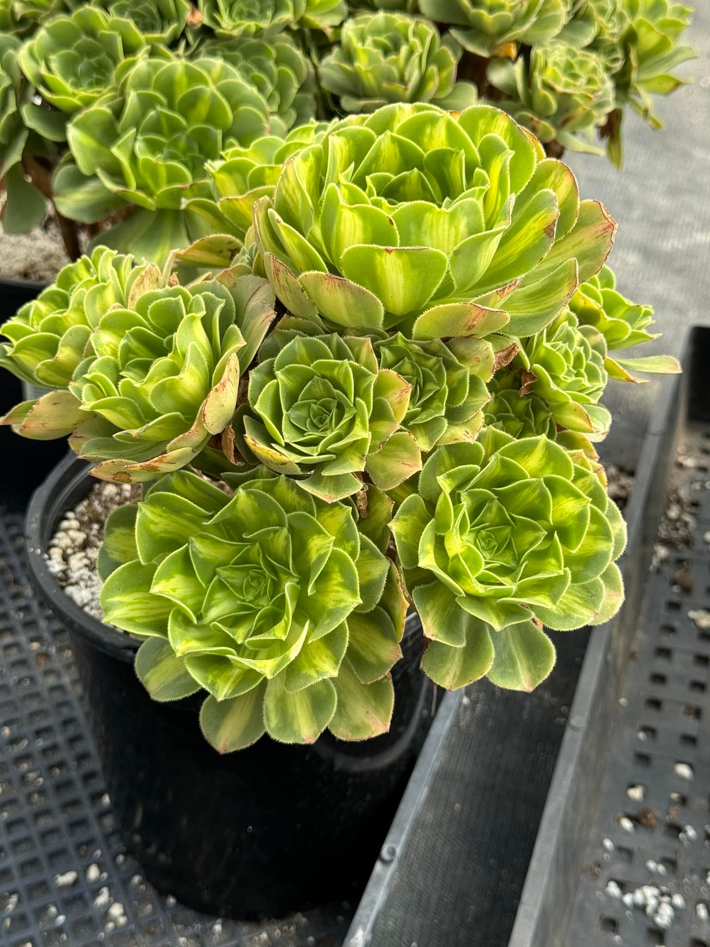 Aeonium luminous cup  cluster