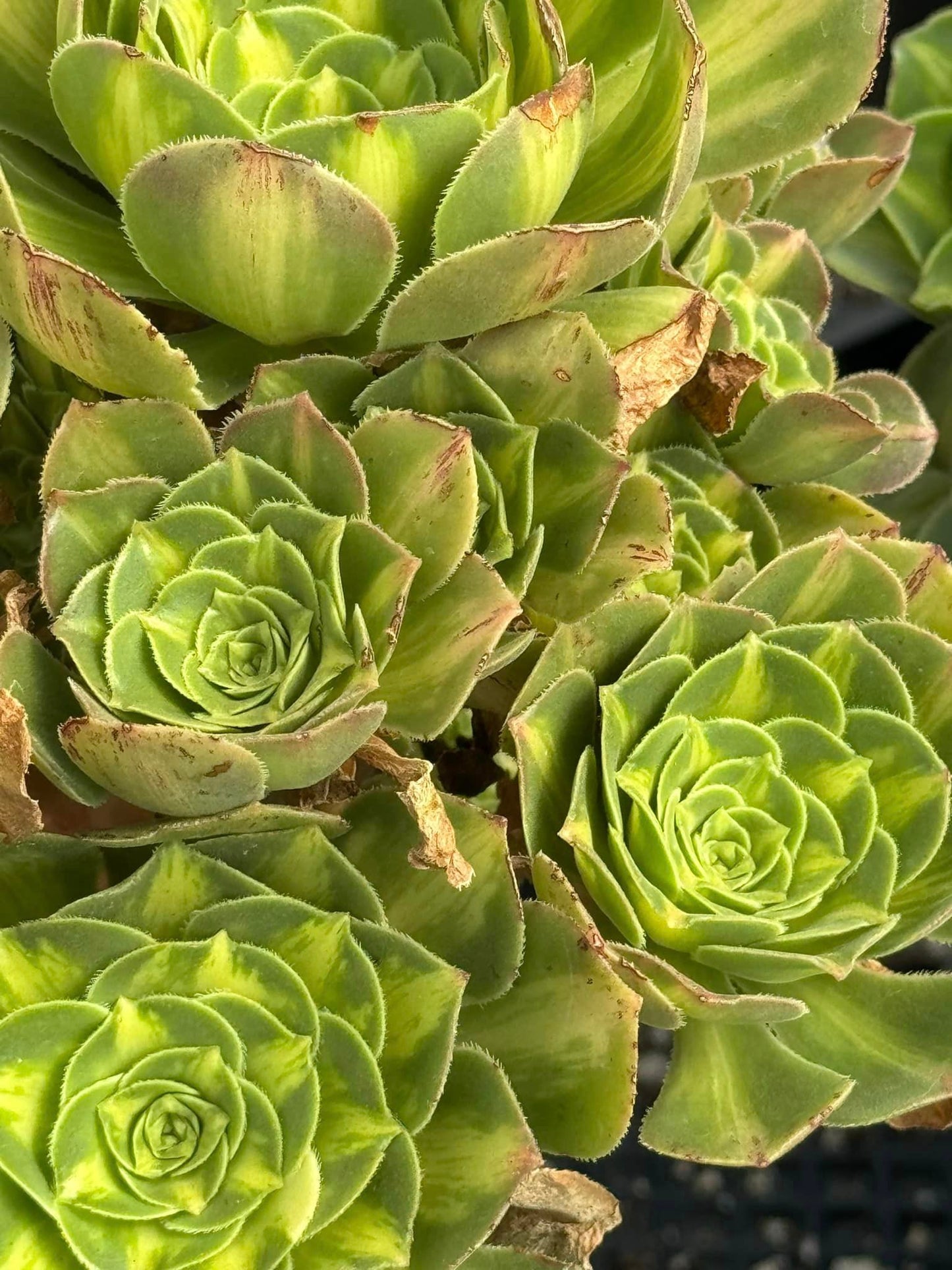 Aeonium luminus cup cluster