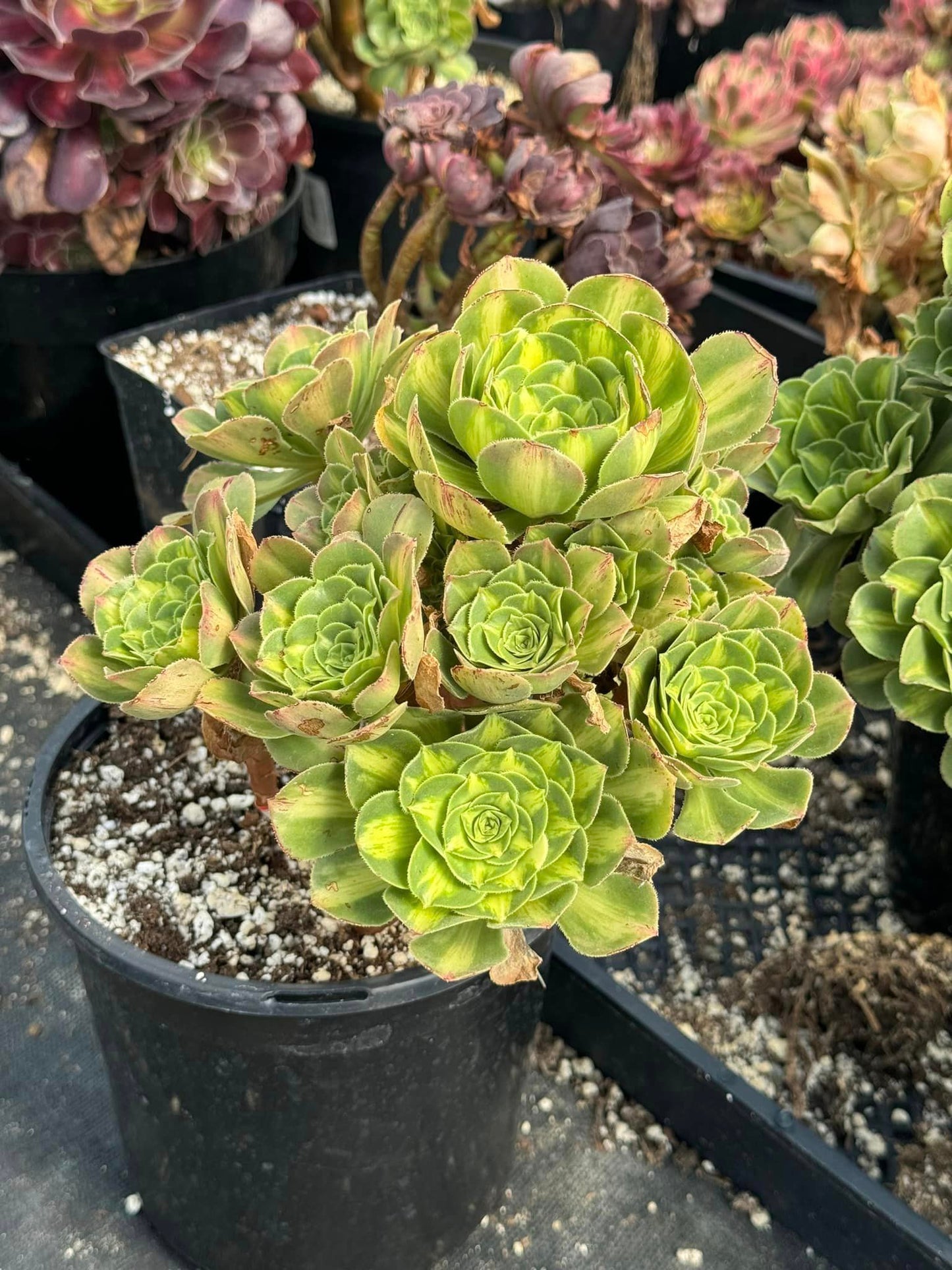 Aeonium luminus cup cluster