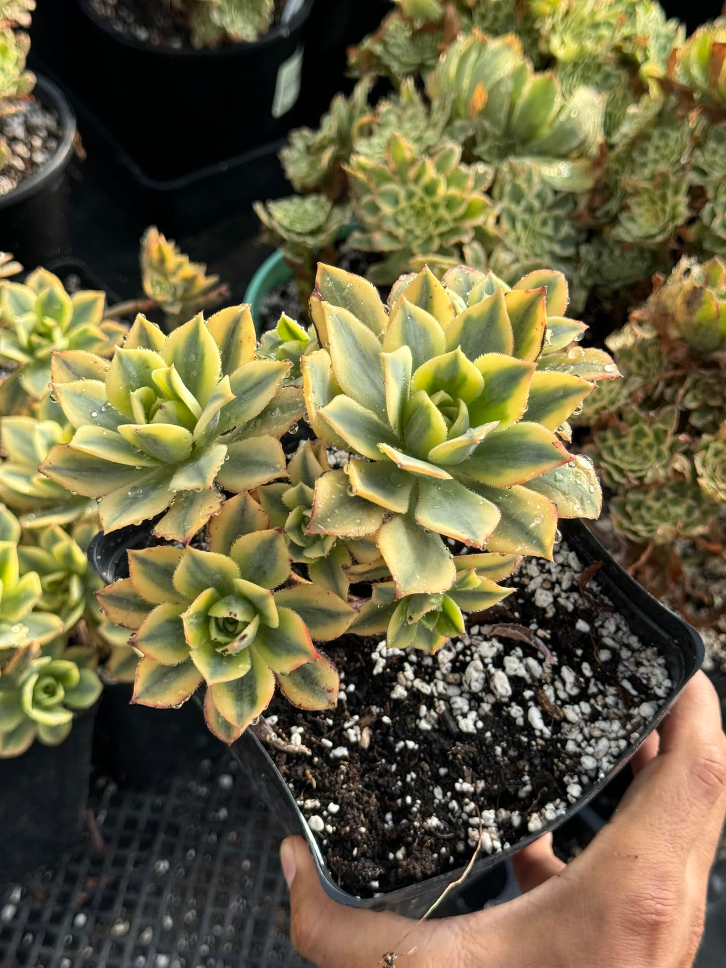 Aeonium starburst cluster