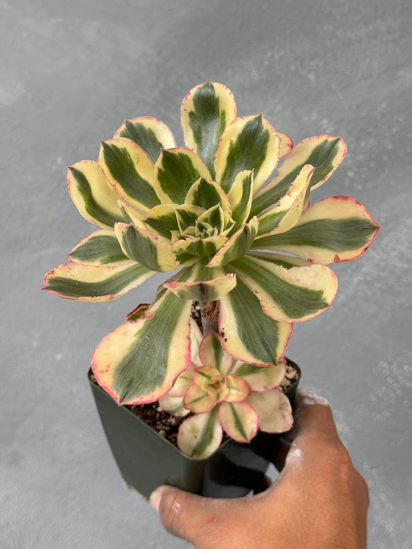 Aeonium Yazi