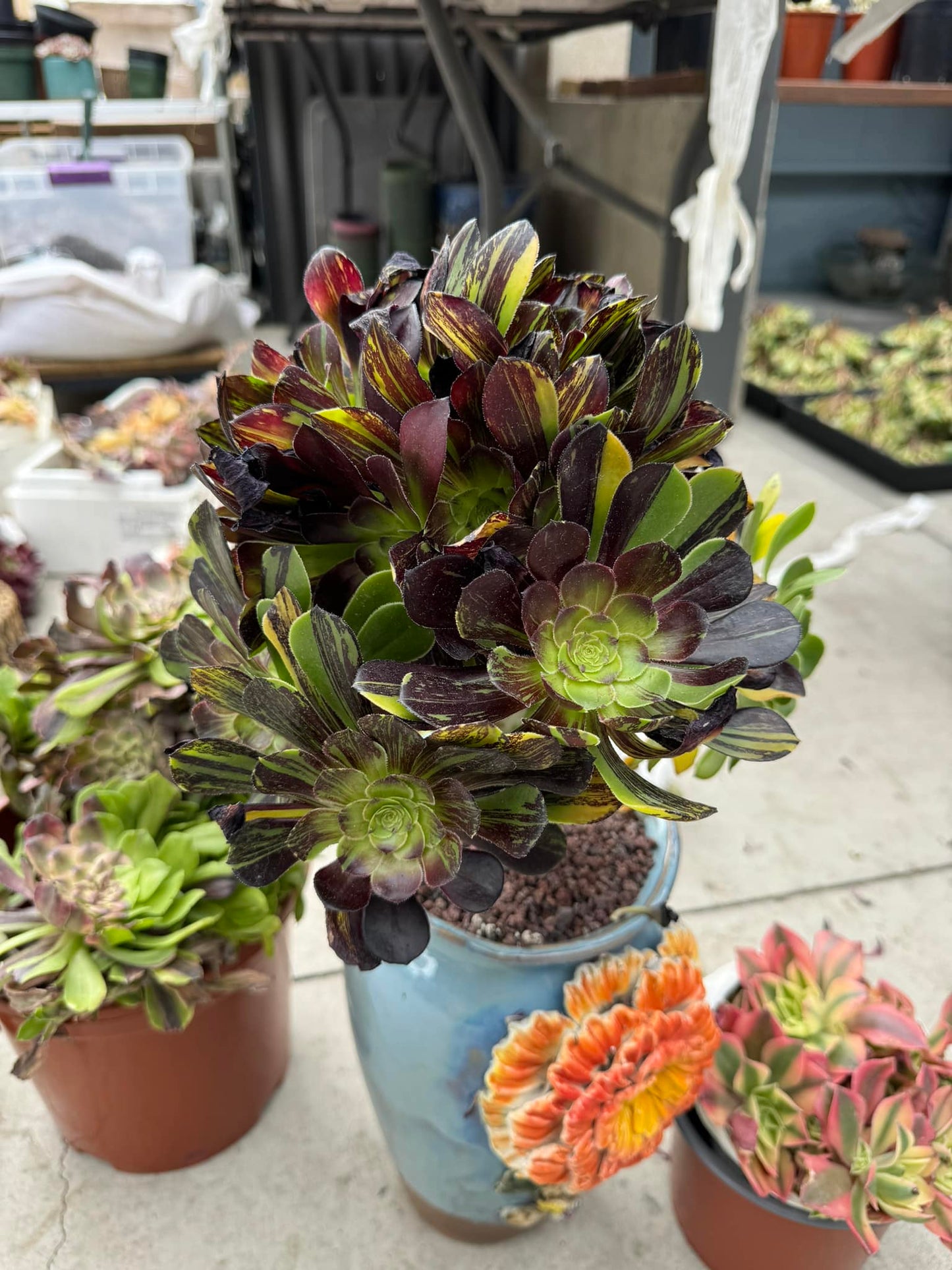 Aeonium big bang x vodoo cluster