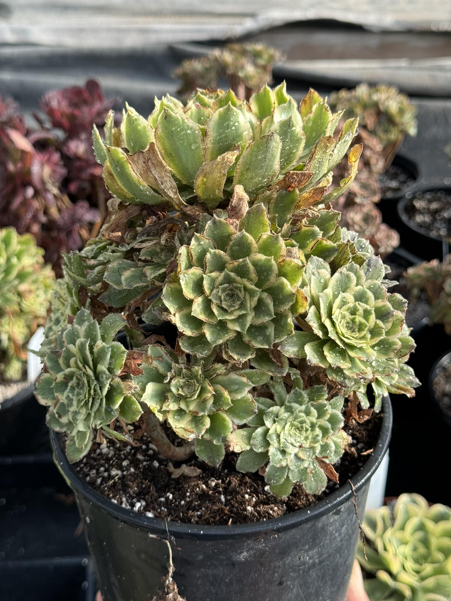 Aeonium big leaf green rose cluster – TiaJuanas Plants México