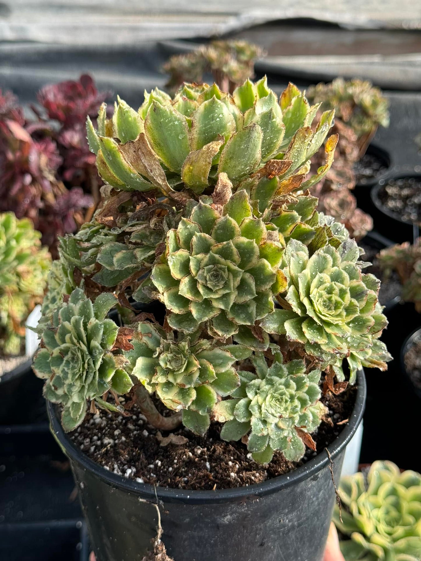 Aeonium big leaf green rose cluster