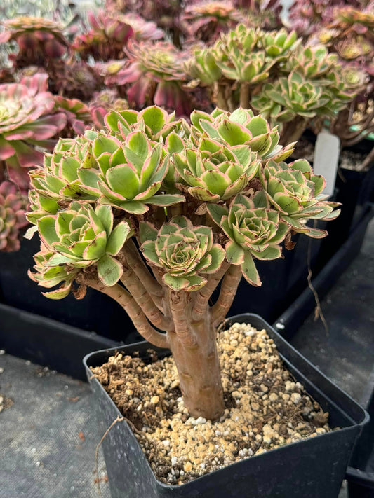 Aeonium bilang cluster