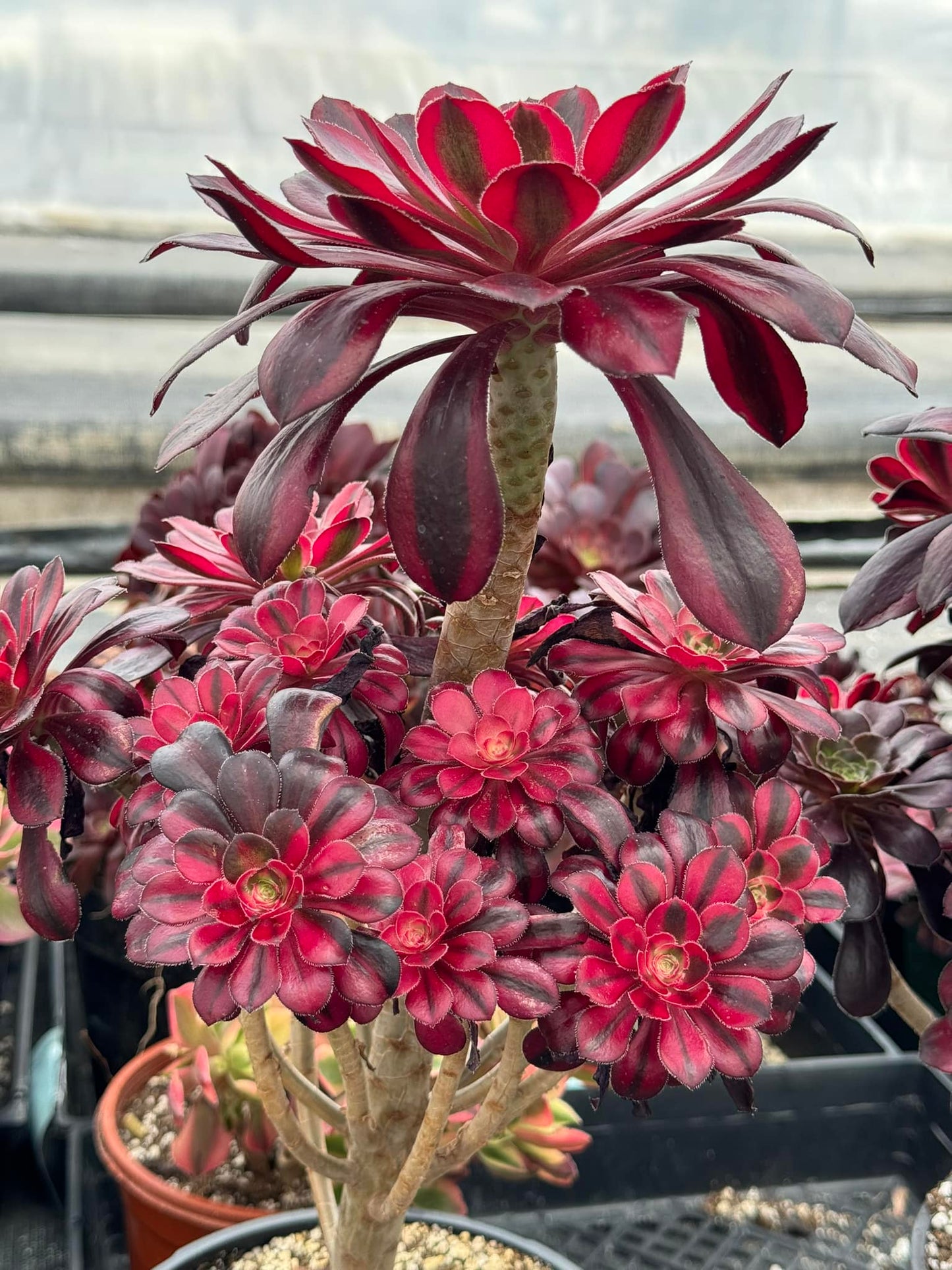 Aeonium channel cluster grande