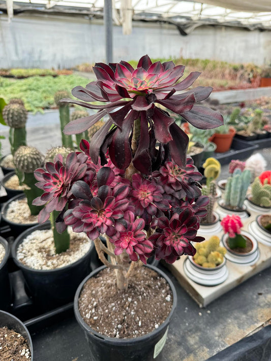 Aeonium channel cluster grande