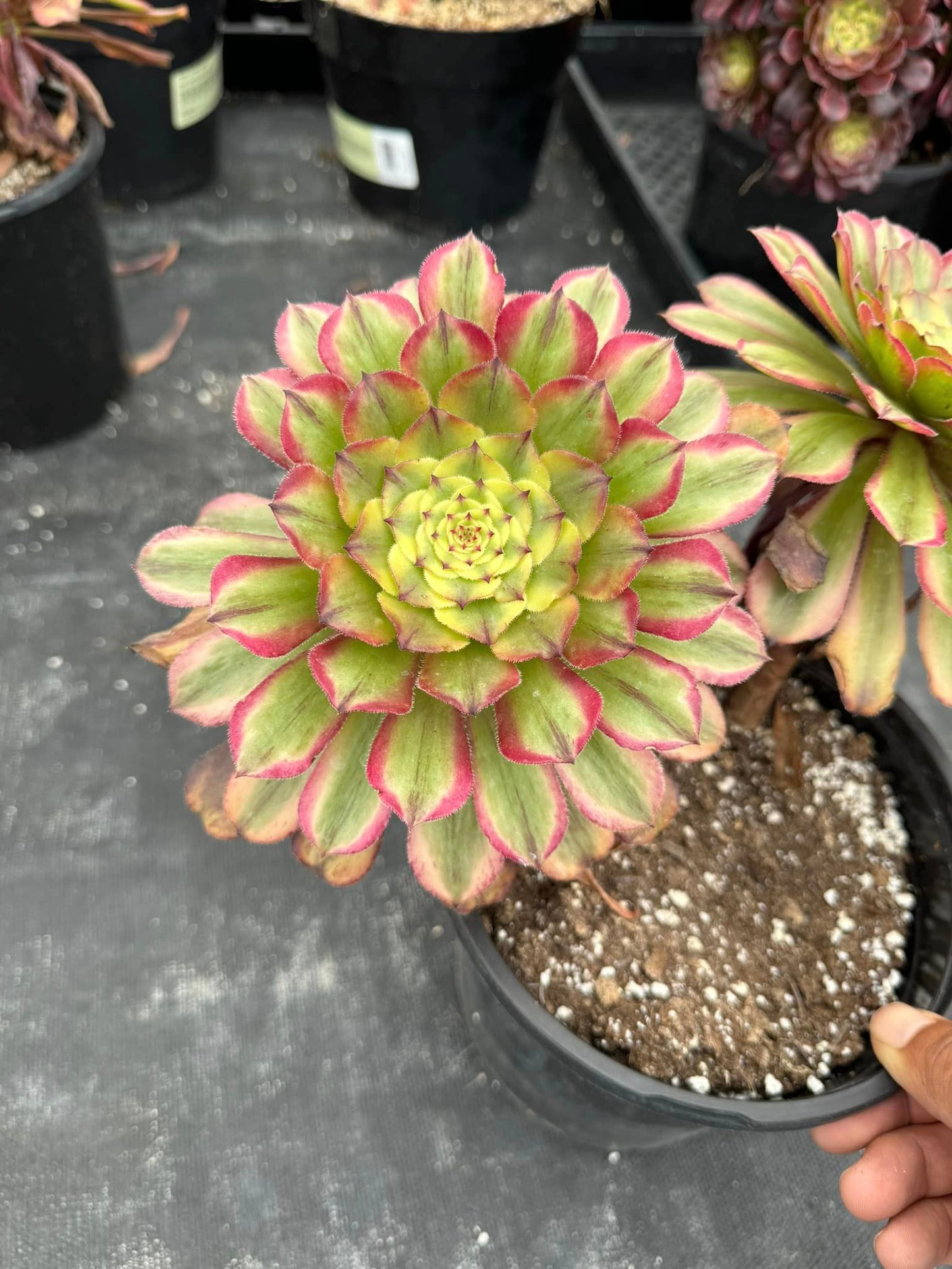 Aeonium daiyu