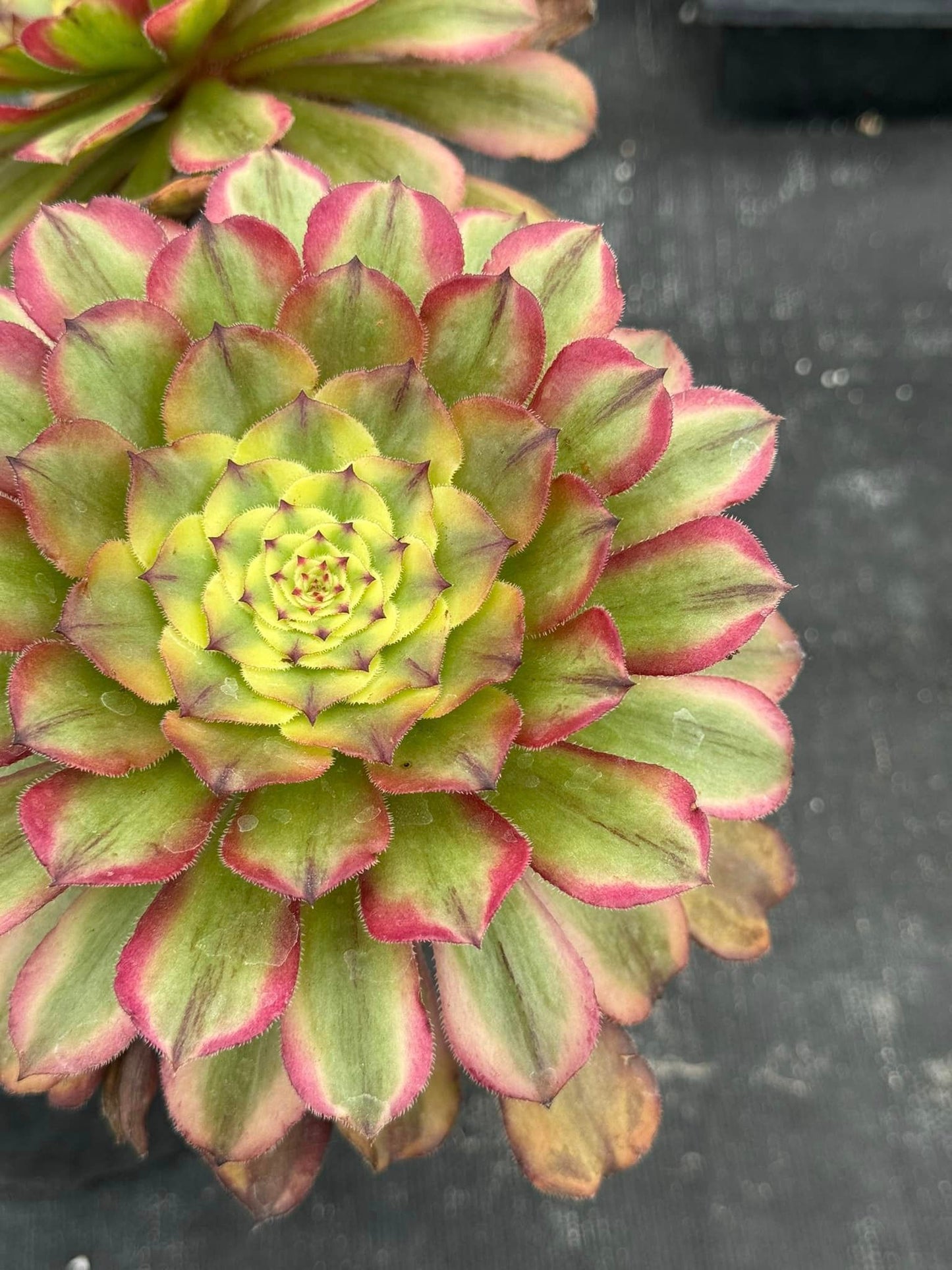 Aeonium daiyu