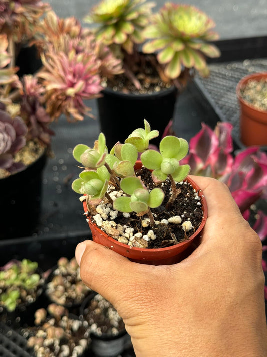 Aeonium eggflower