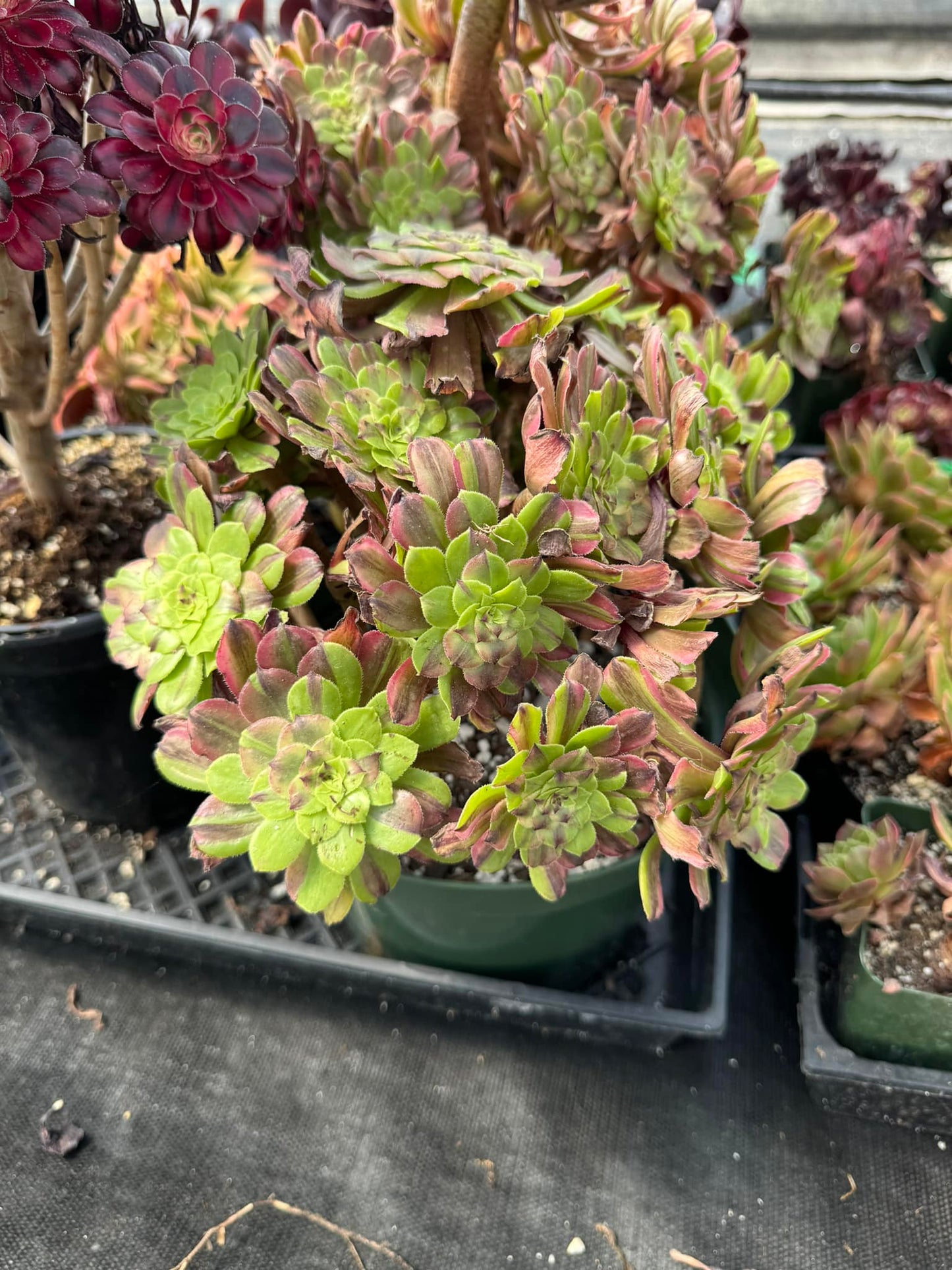 Aeonium fendai cluster jumbo