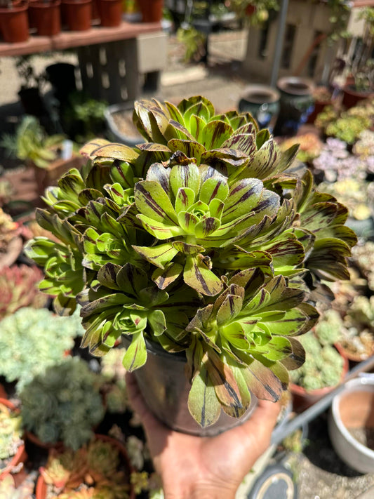 Aeonium green on fire cluster