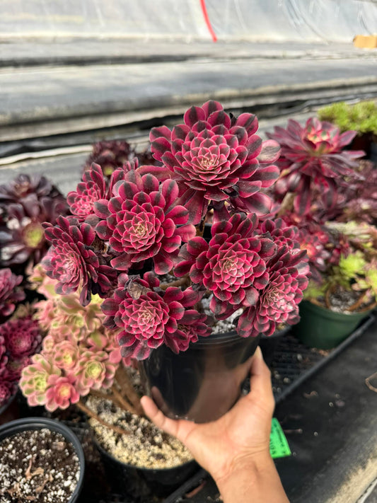 Aeonium gucci cluster