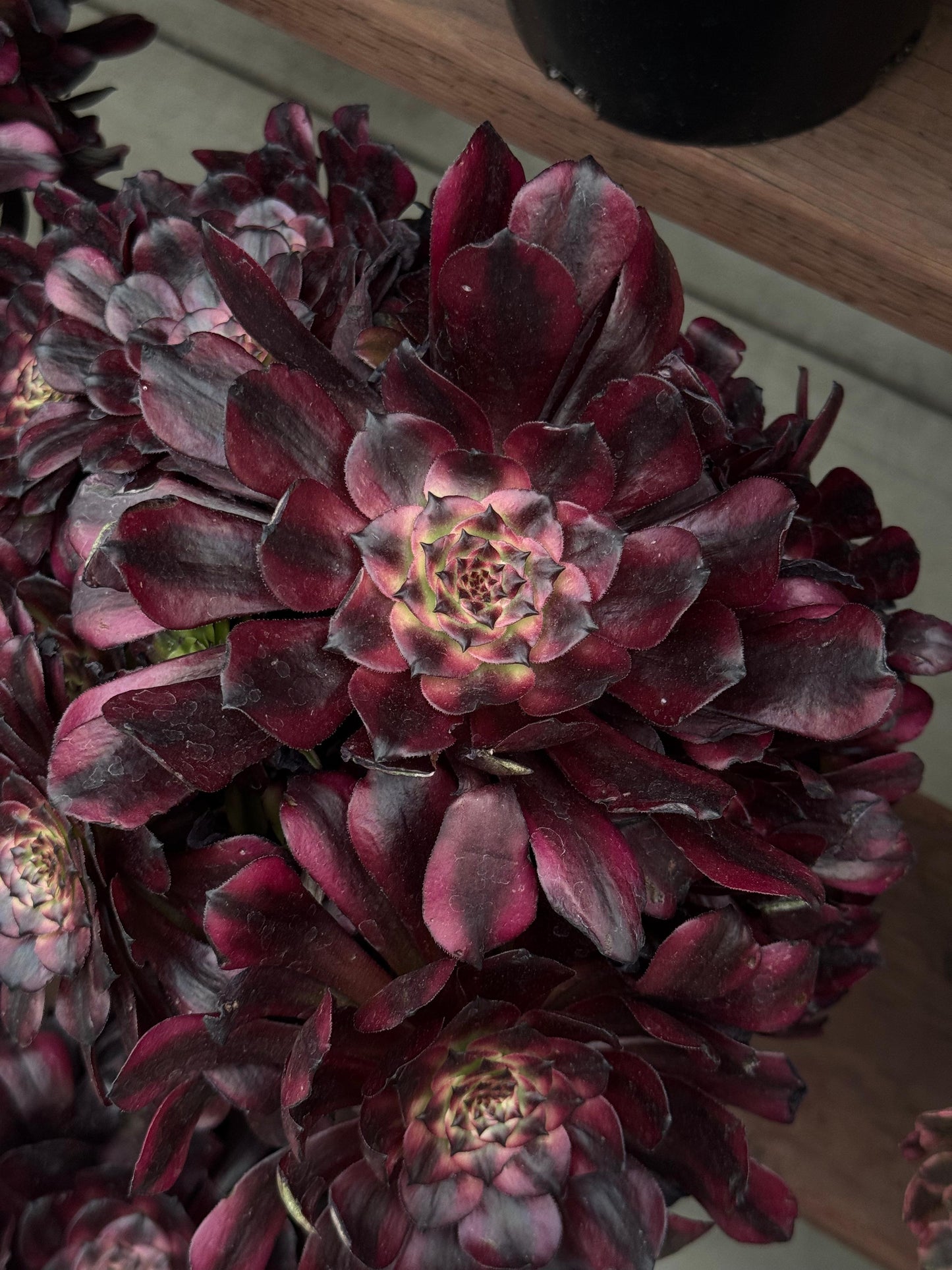 Aeonium maggie cluster