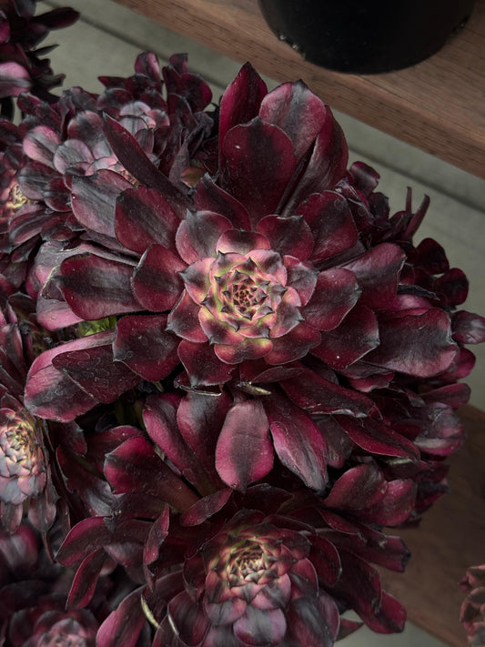 Aeonium maggie cluster