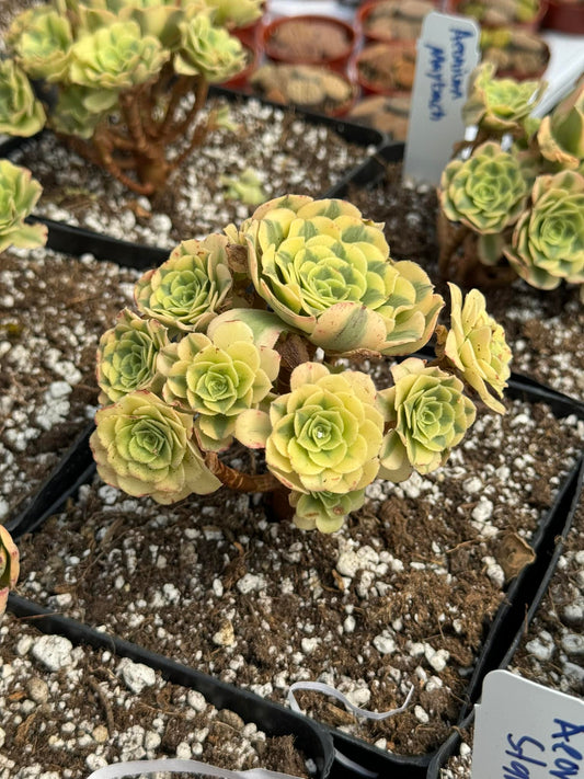 Aeonium maybach cluster