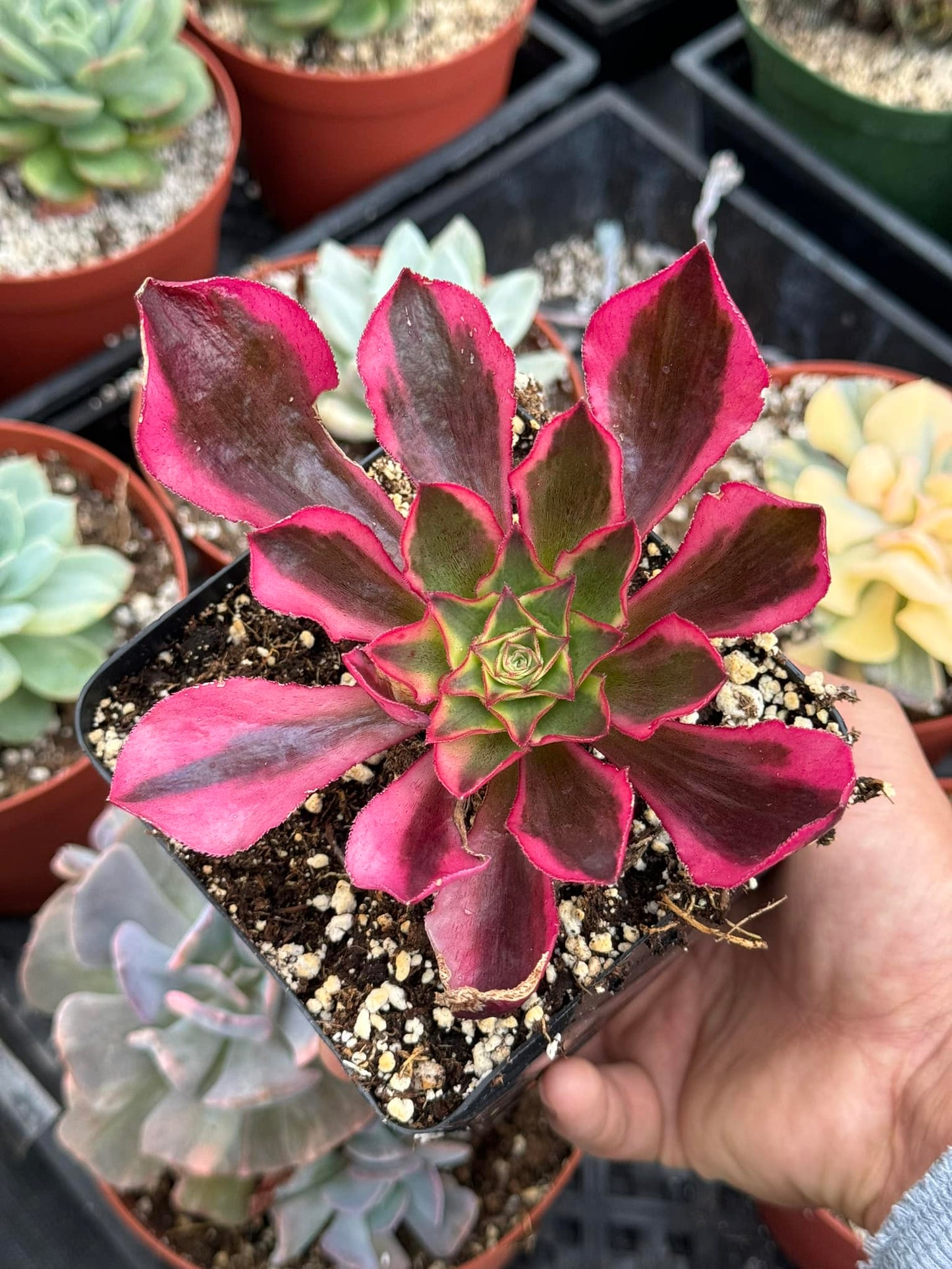 Aeonium phantom 1 cabeza