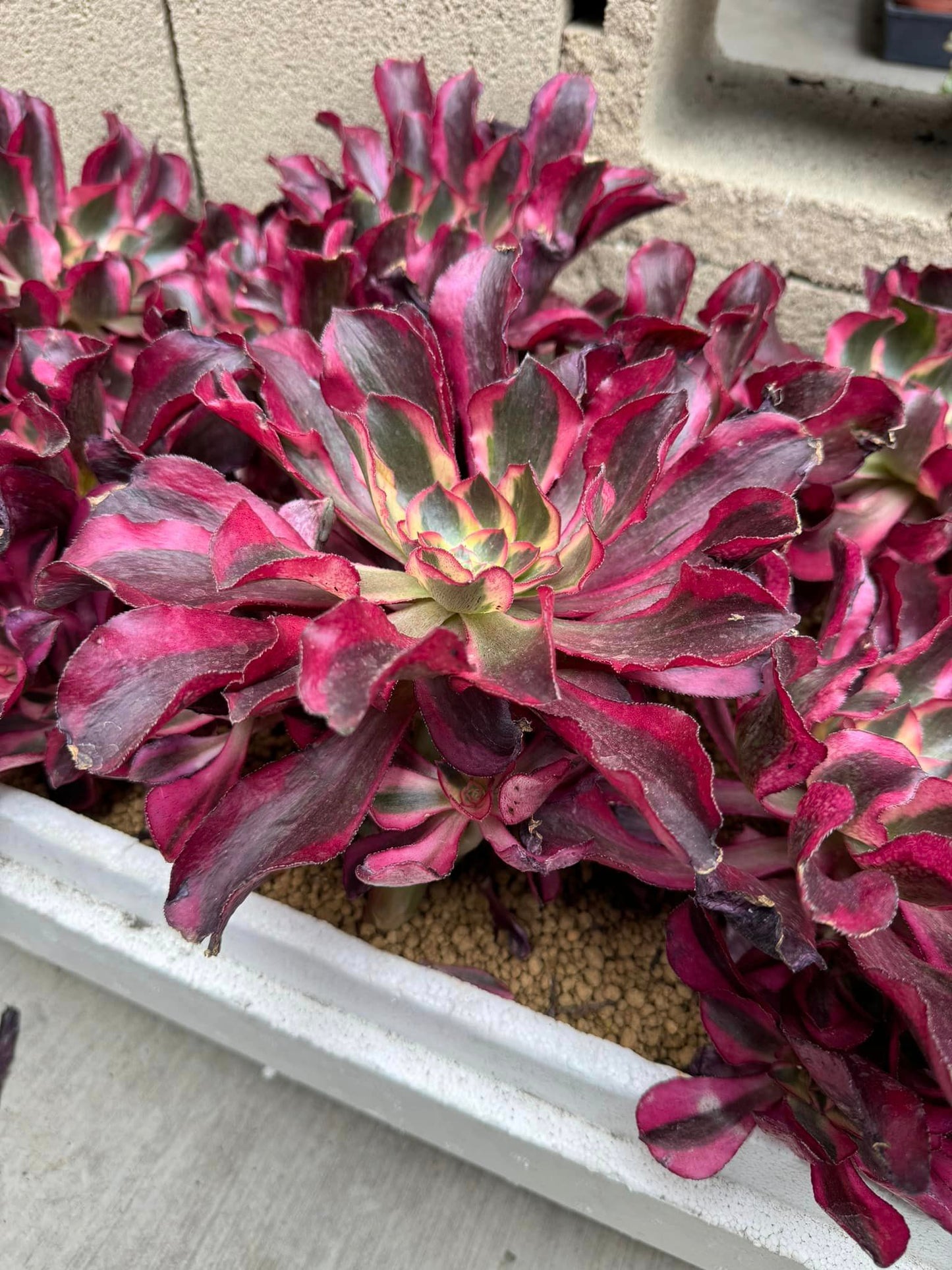 Aeonium phantom Curly cluster