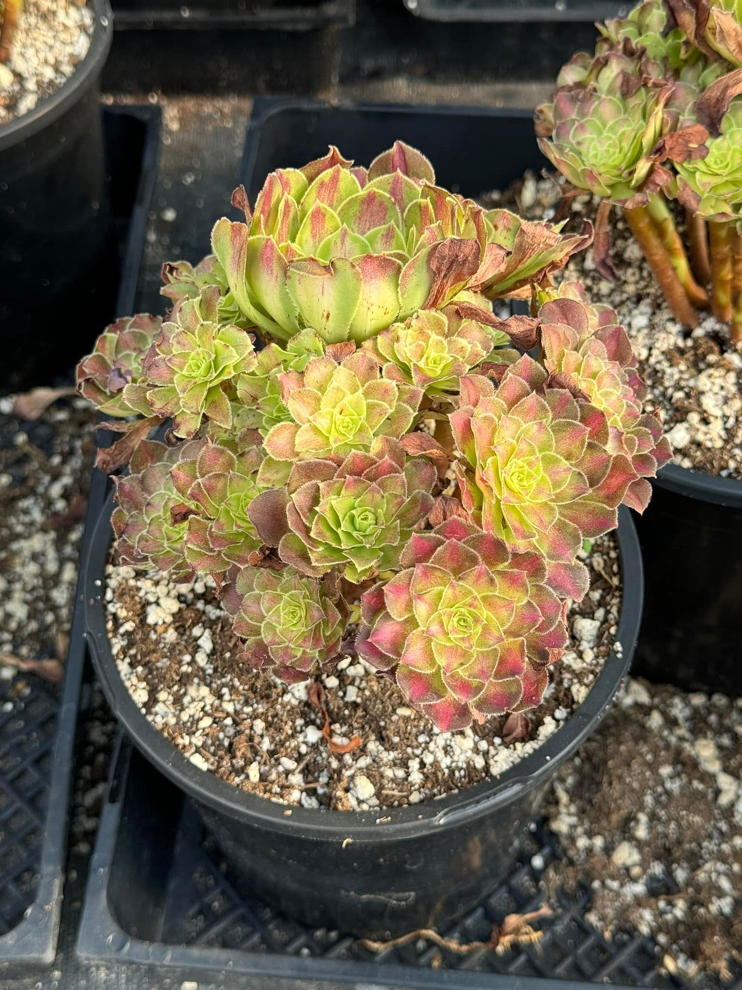 Aeonium middle yellow cluster