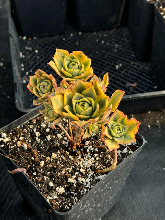 Aeonium starburst cluster