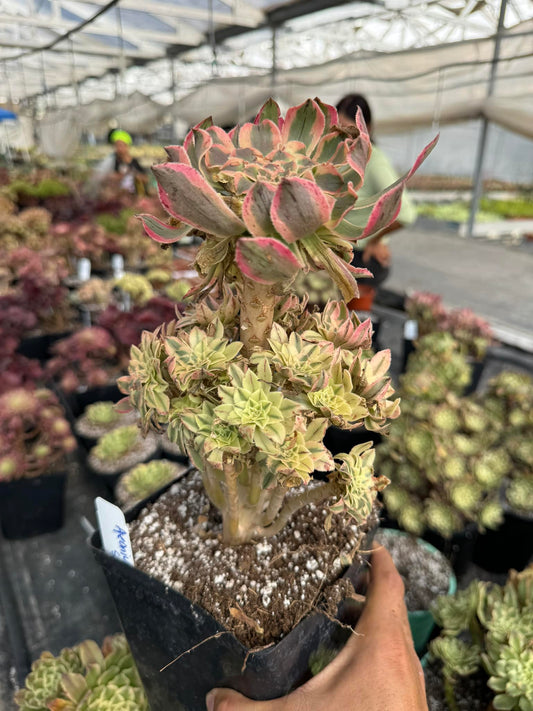 Aeonium sunset cluster