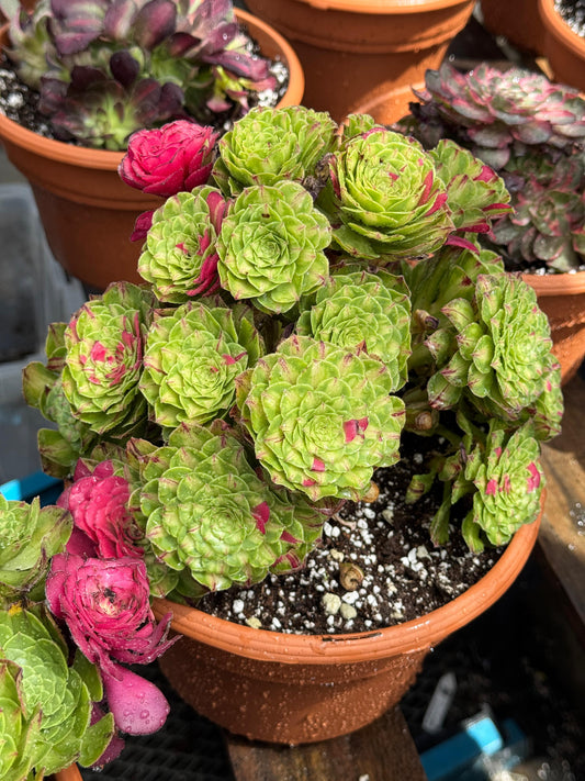 Aeonium ultra variegado