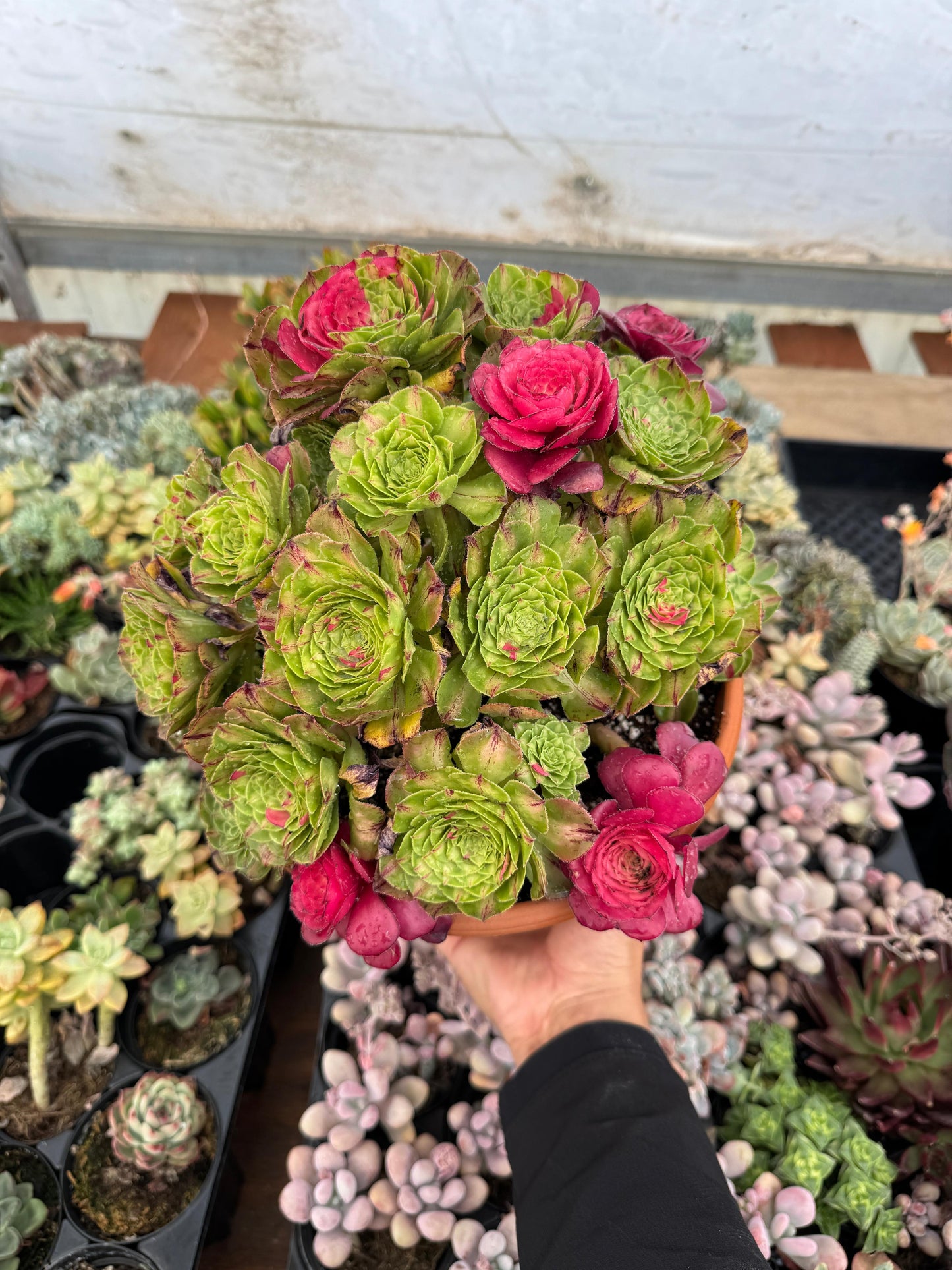 Aeonium ultra variegado
