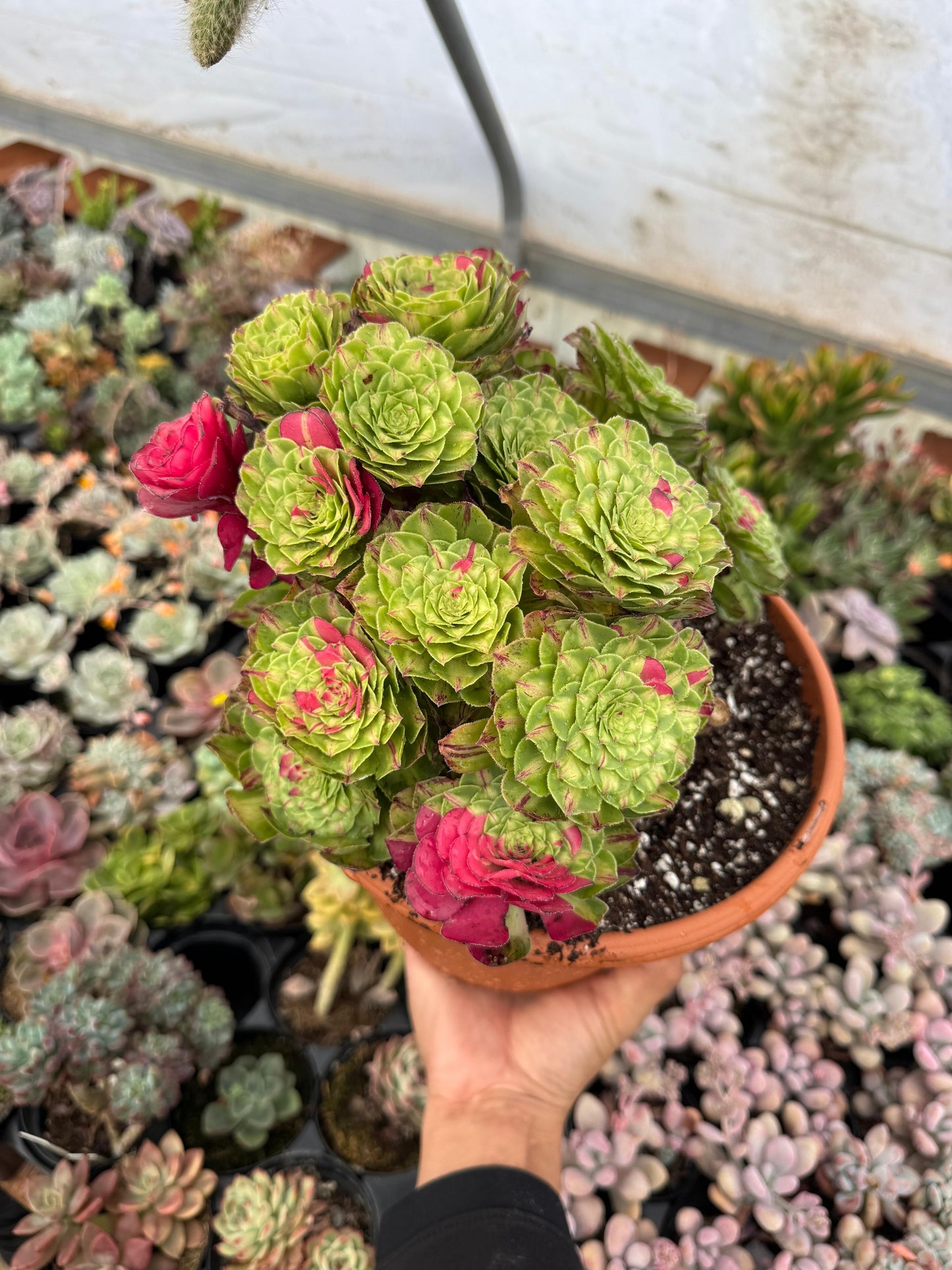 Aeonium ultra variegado
