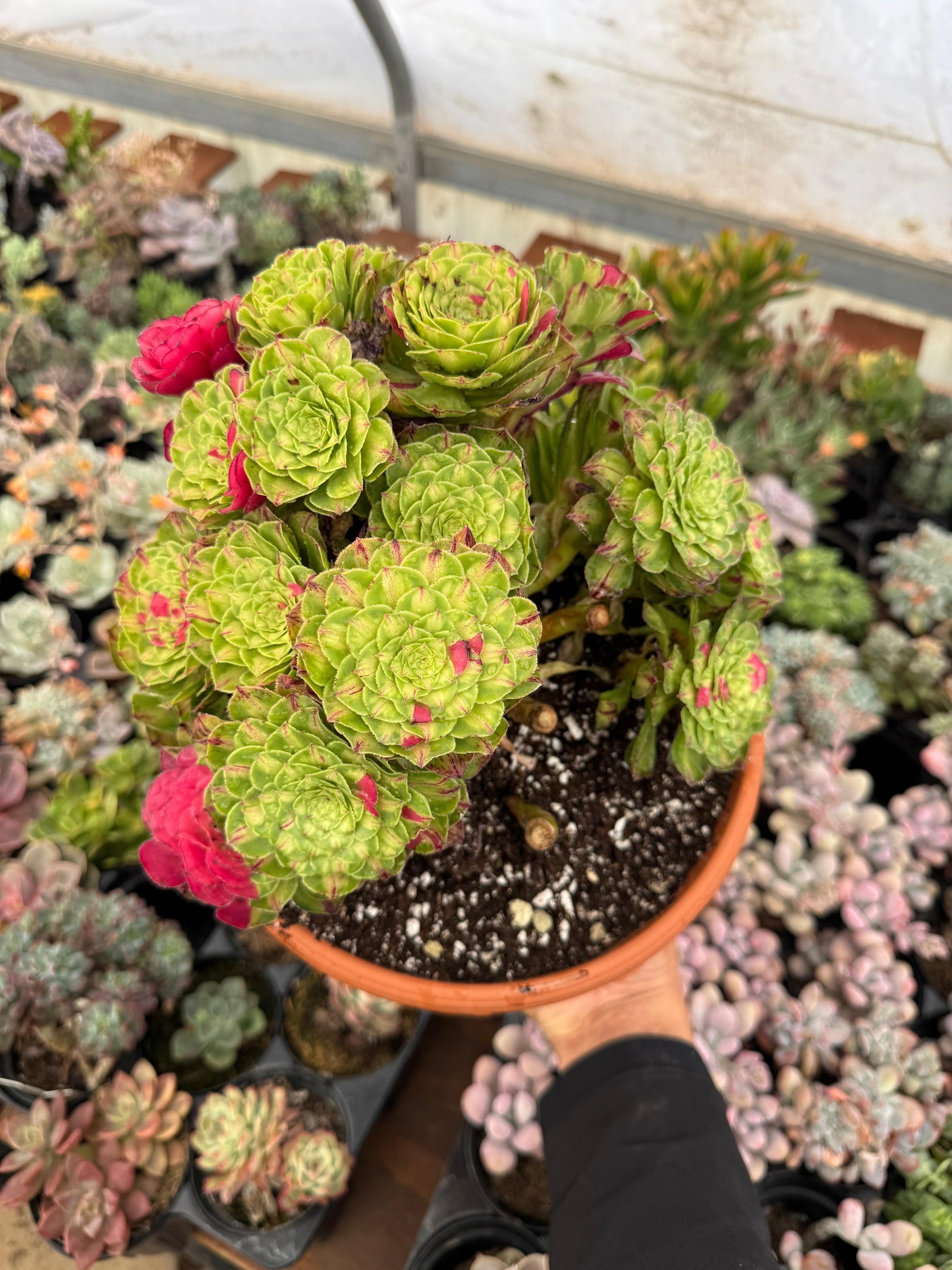 Aeonium ultra variegado