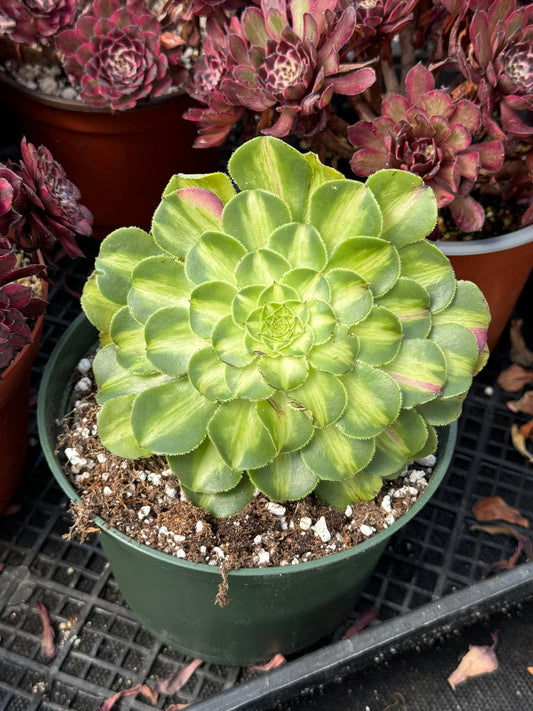 Aeonium ultra variegated