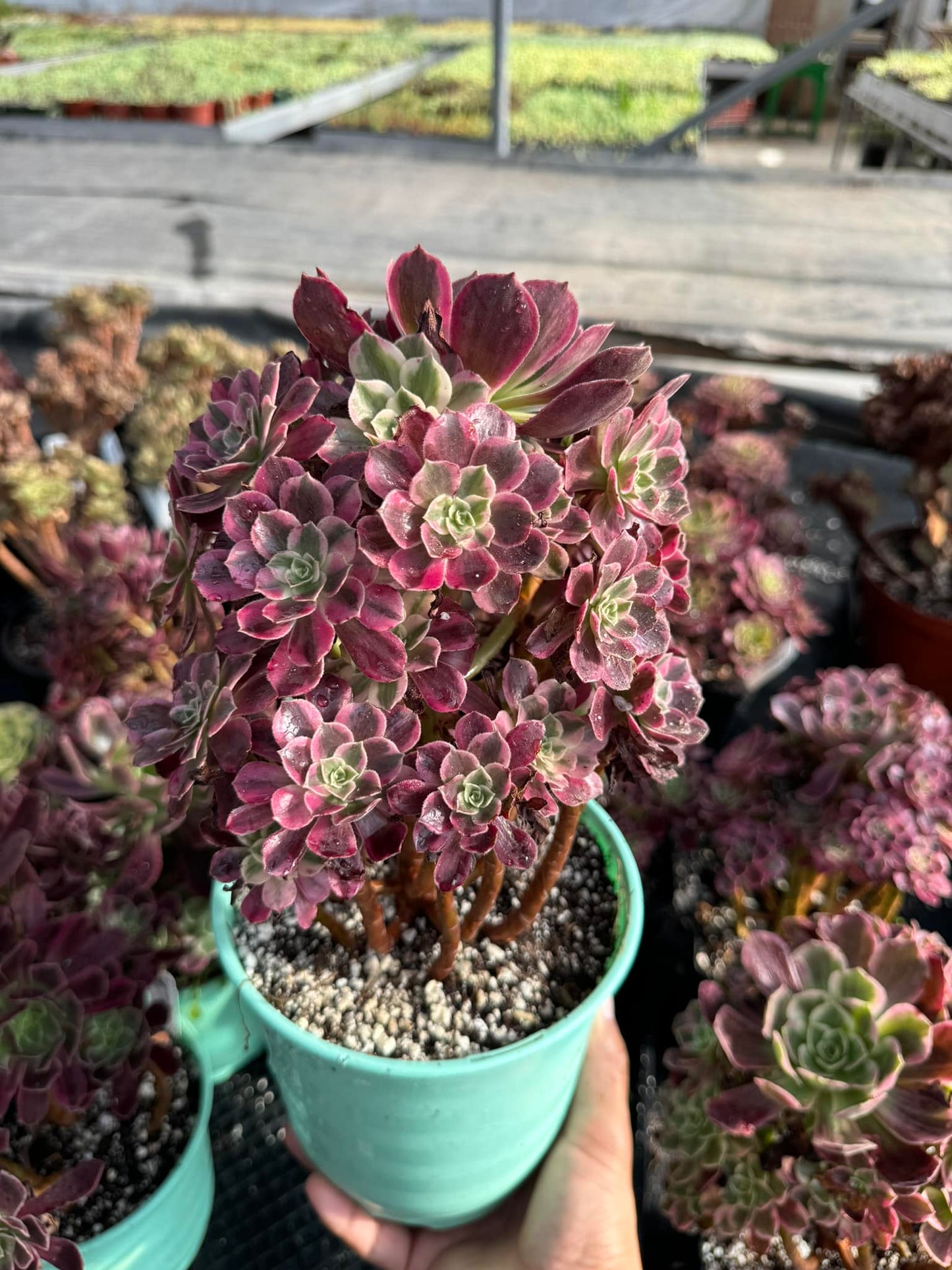 Aeonium white wedding dress cluster