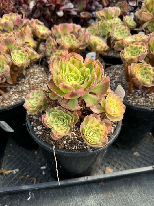 Aeonium yuzi cluster