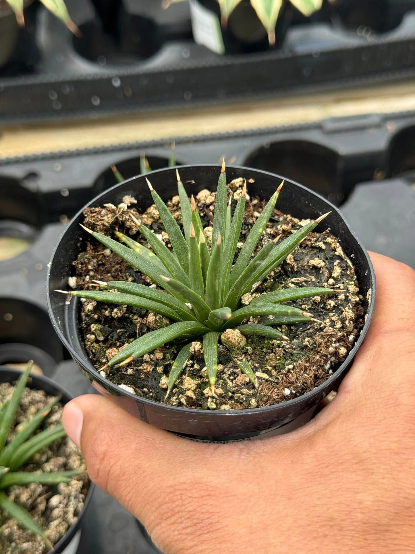 Agave Albopilosa