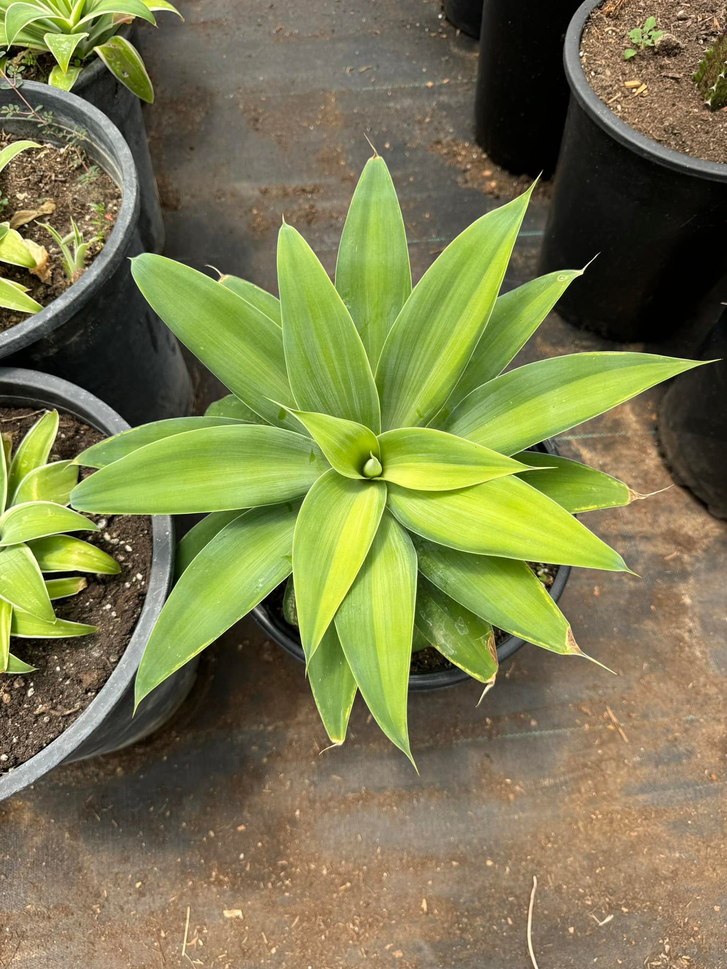 Agave Attenuata ‘kara’s stripe half moon Variegado