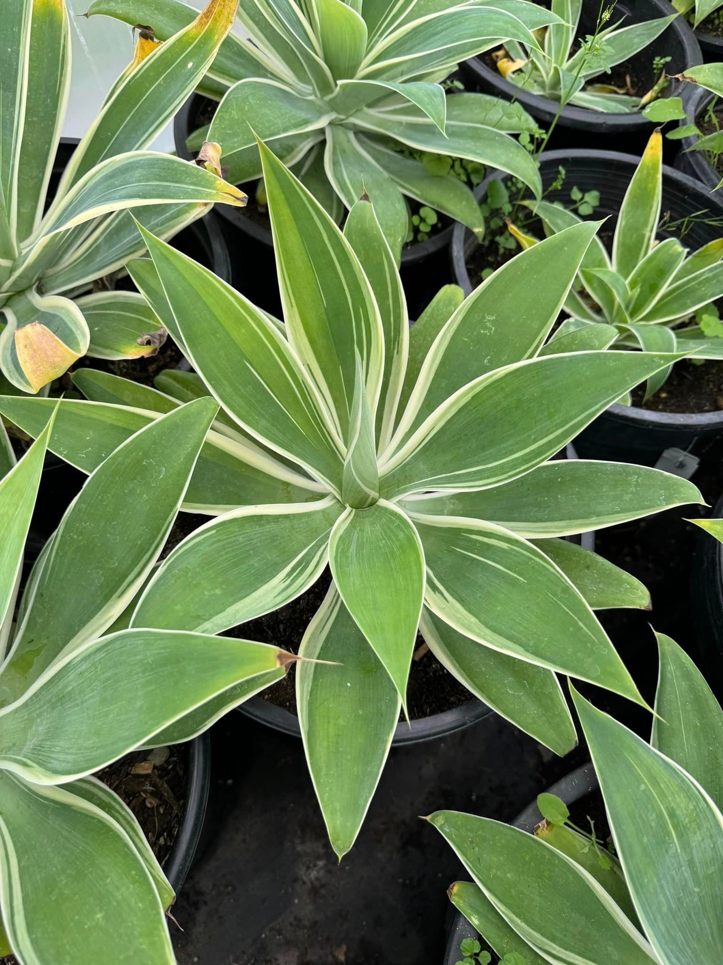 Agave Attenuata ‘ray of light’