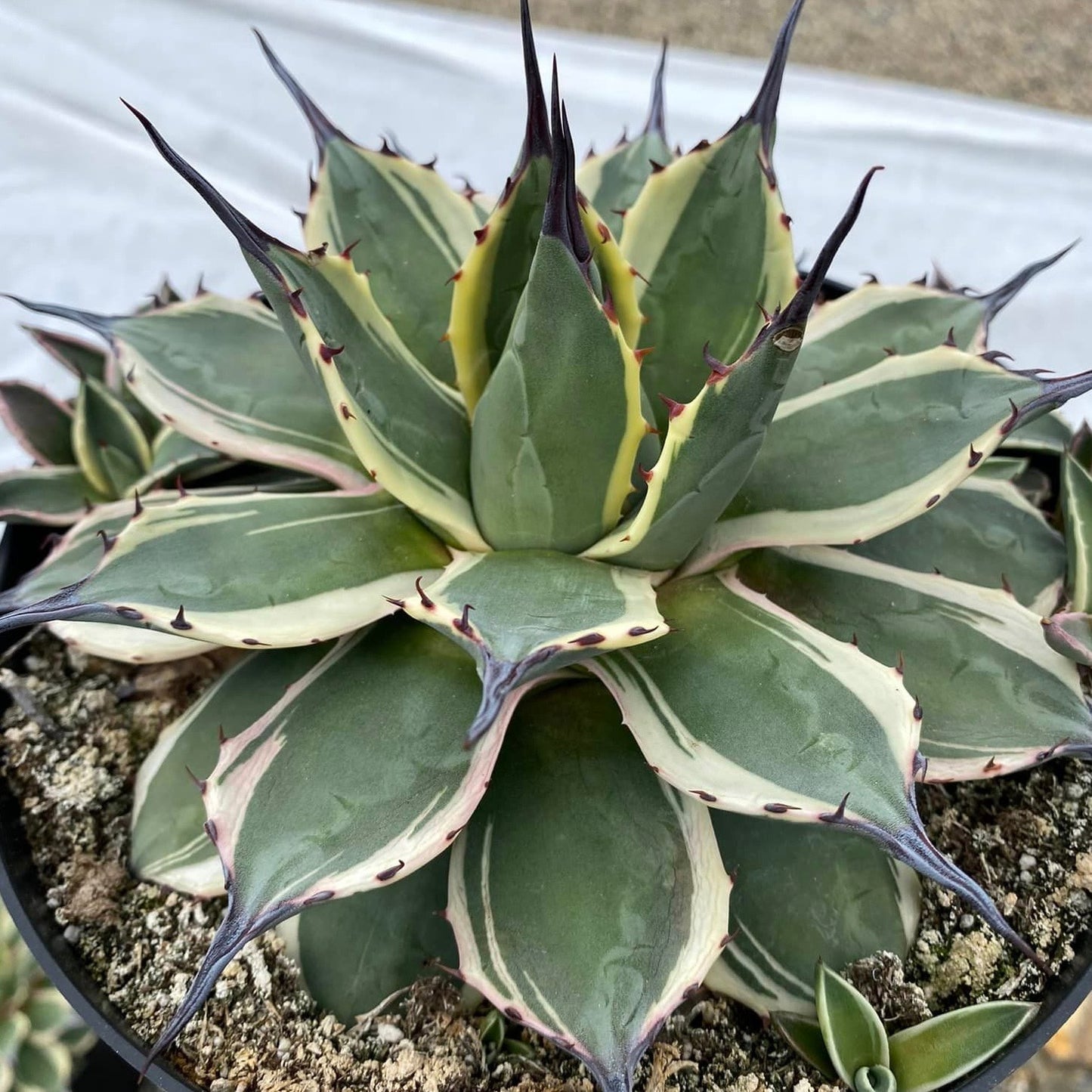 Agave Cream Spike