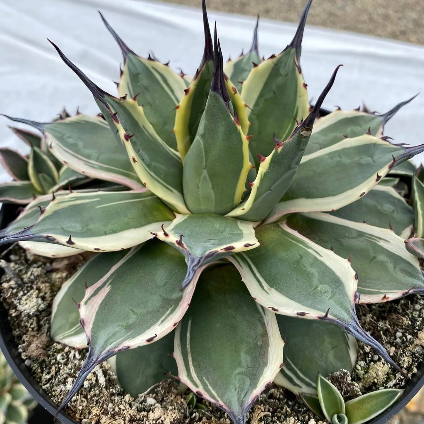 Agave aplanatta ‘cream spike’