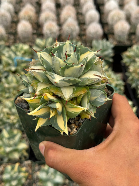 Agave Isthmensis 4"