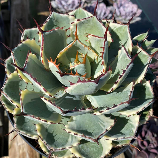 Agave Kissho Khan