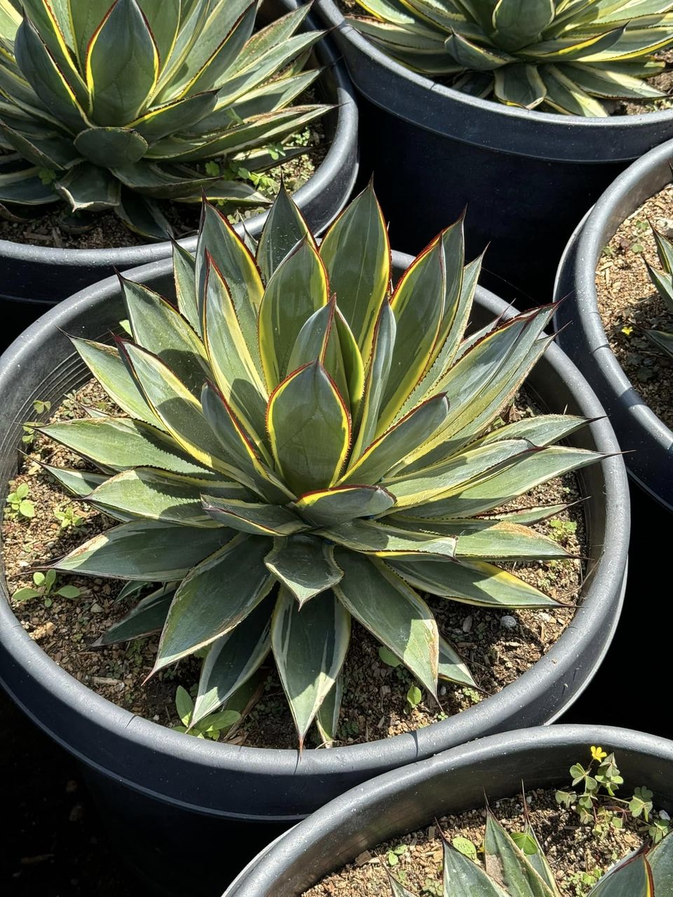 Agave SunGlow Jumbo 8"