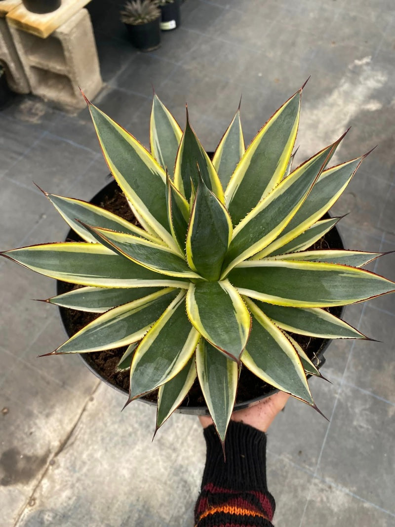 Agave Sun glow jumbo