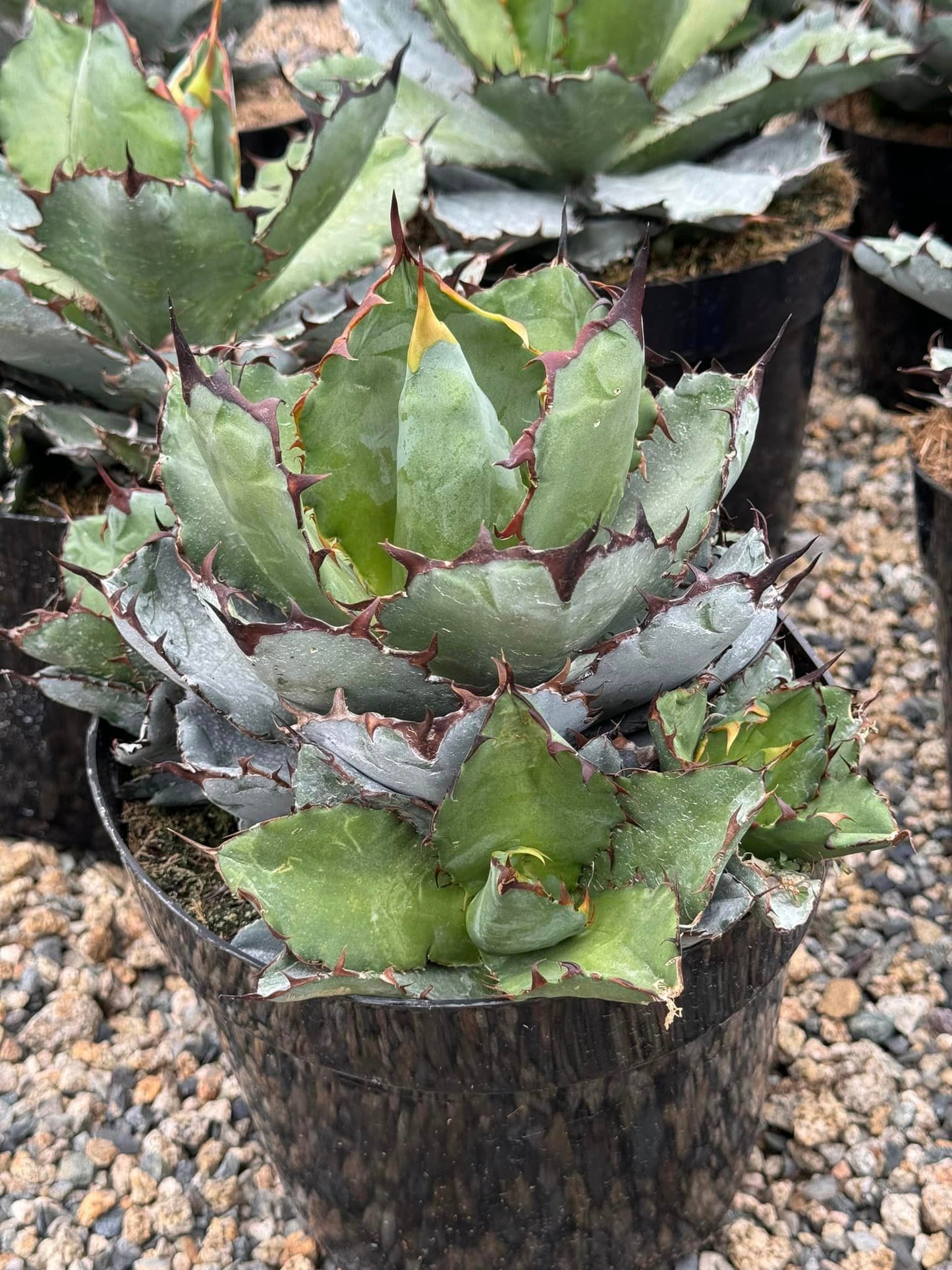 Agave Titanota "Black and blue"