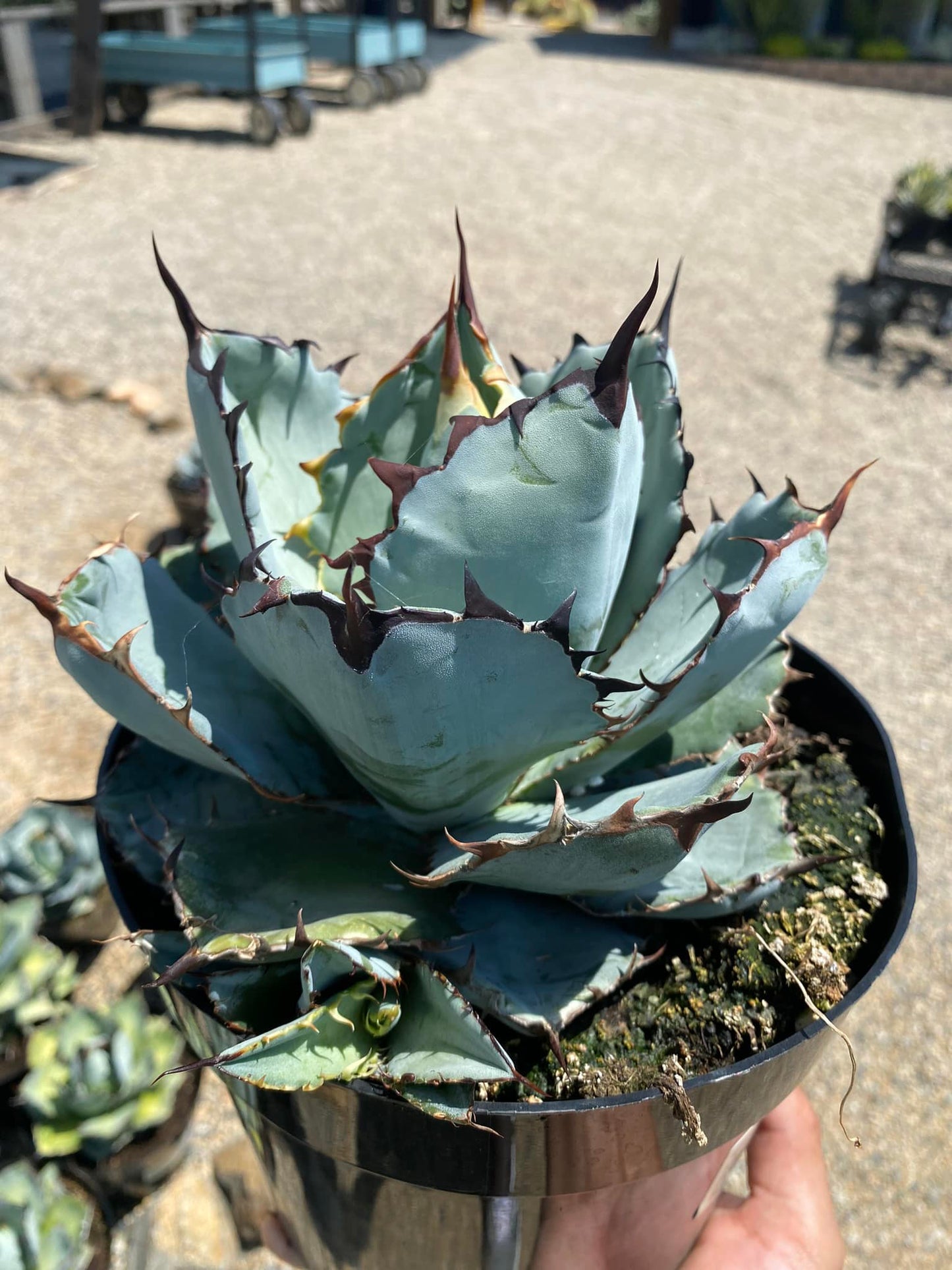 Agave Titanota "Black and blue"