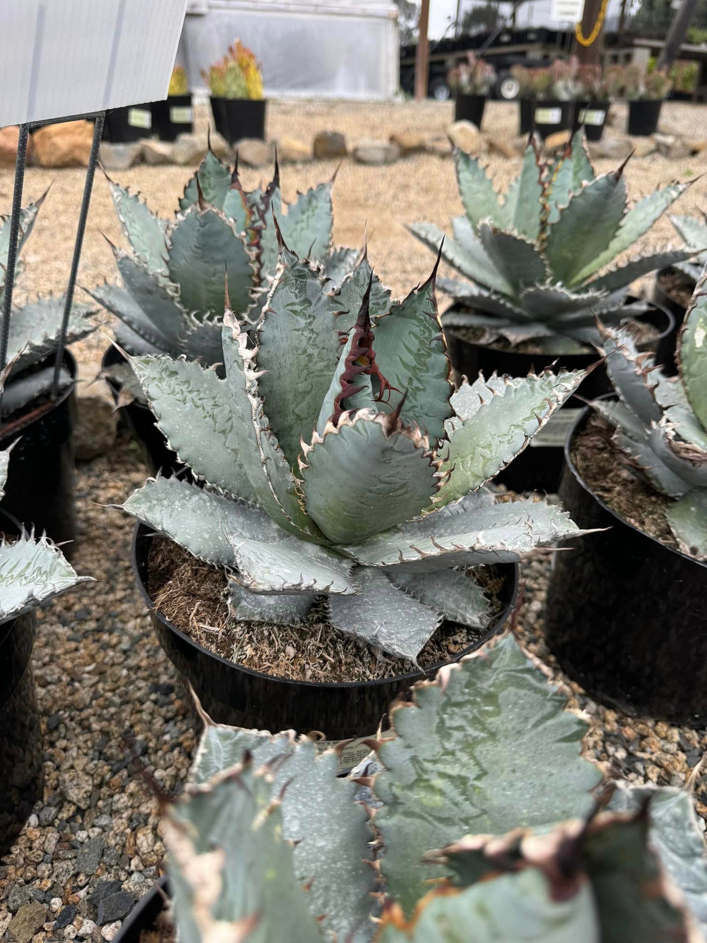 Agave titanota ‘lions mane’